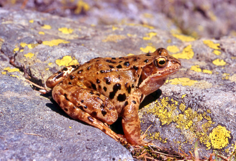 Rana temporaria e girino albino